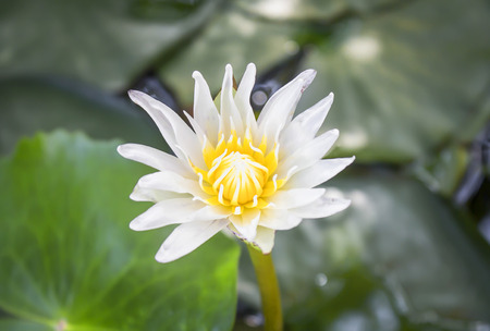 white lotus flower with green leaf backgroundの写真素材