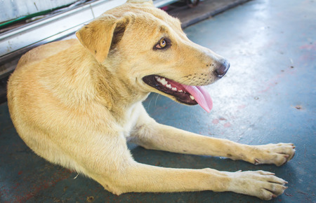 stray dog  tongue hanging outの写真素材