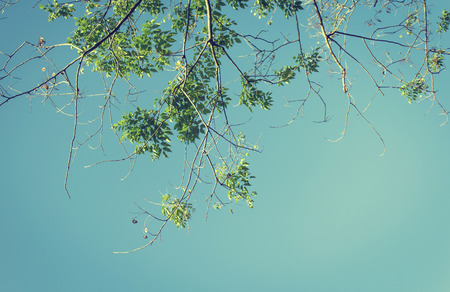 Dry leaf trees on blue sky background,retro toneの写真素材