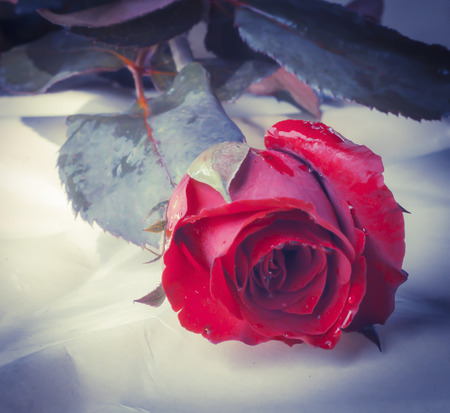 Soft natural light falling  red  rose.  の写真素材