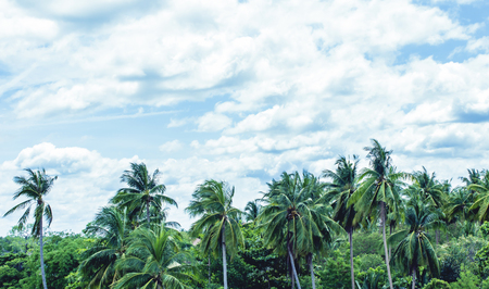 Coconut palm trees over blue sky background,tone vintage styleの写真素材