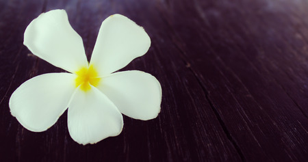 white and yellow frangipani flower on black background.の写真素材