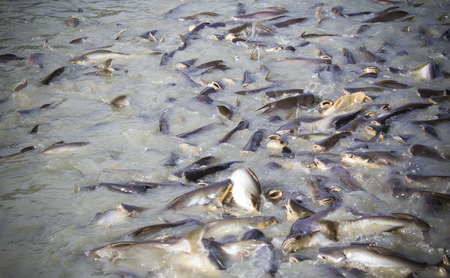 The  pangasius fish are compete for food.の写真素材