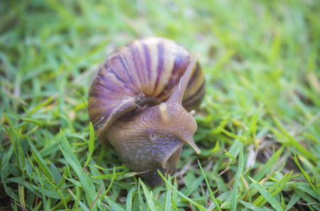 snail in the garden on green grassの写真素材