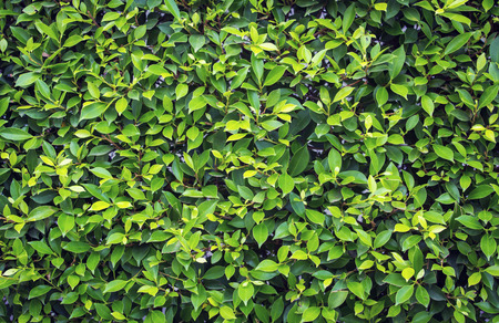 Green bush leaves wall backgroundの写真素材