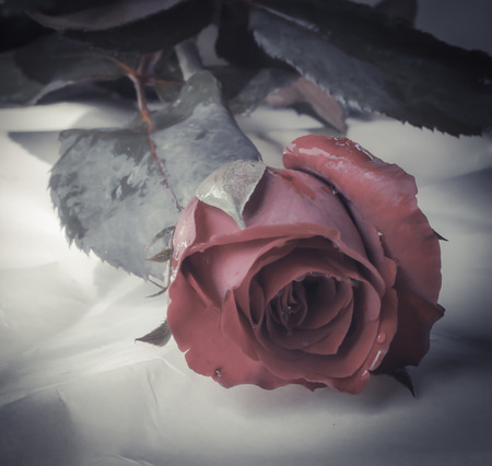 Concept photograph for sad Valentines Dayの写真素材