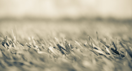 Close up of grass picture tone sepia