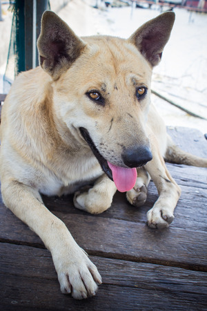 A stray dog lying  on the floor wooden.の写真素材