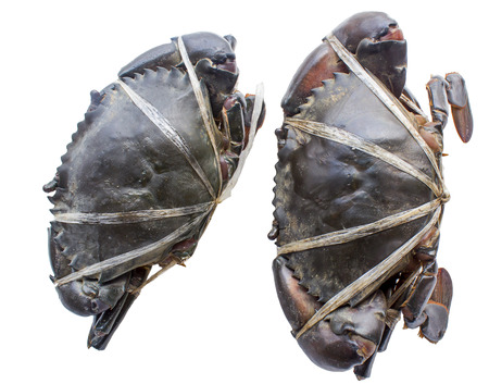 Raw black crab tied with plastic-ropes on white backgroundの写真素材