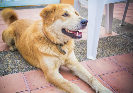 Brown dog is old  looking upの写真素材