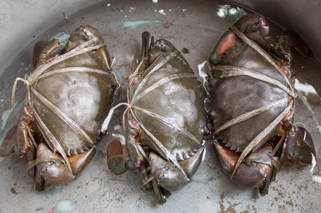 Raw black crab tied with plastic-ropesの写真素材