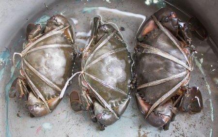 Raw black crab tied with plastic-ropesの写真素材