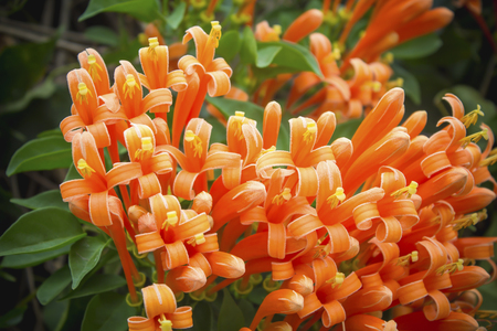 closeup on beautiful blooming orange flowerの写真素材