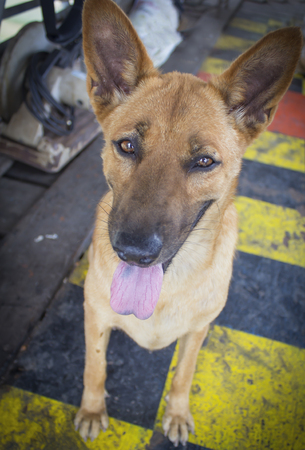 Close up dirty brown stray dog with censorious eyesの写真素材