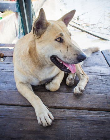 A stray dog lying  on the floor wooden.の写真素材