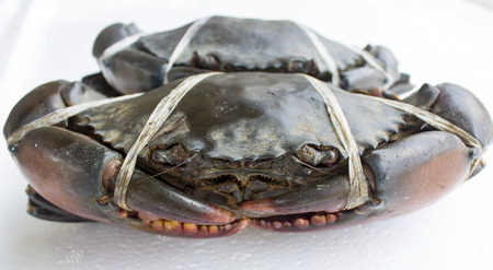 Raw black crab tied with plastic-ropes on white backgroundの写真素材