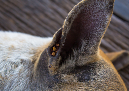 Dog ticks in the ear stray dogの写真素材