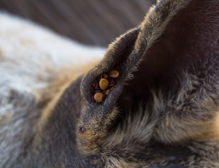 Dog ticks in the ear stray dogの写真素材