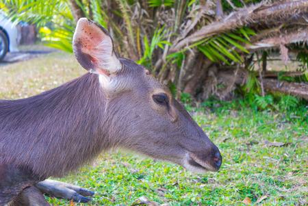 Big deer lying on the grassの写真素材