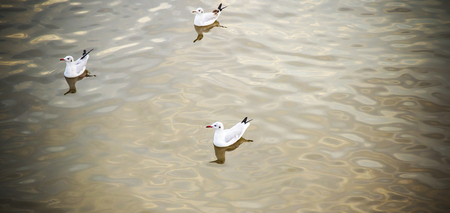 floating seagulls on the waterの写真素材