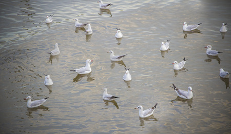  few seagulls on the waterの写真素材