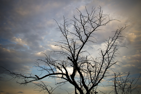 silhouette of tree branches at susetの写真素材