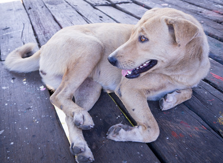 Brown dog stray lying on wood floorの写真素材