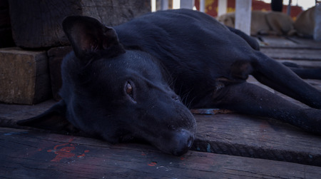 Black dog stray lying on wood floorの写真素材