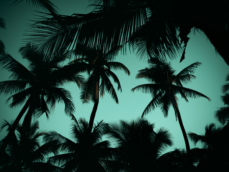 Silhouette of coconut tree at the beachの写真素材