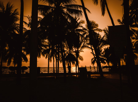 Silhouette of coconut tree at the beachの写真素材