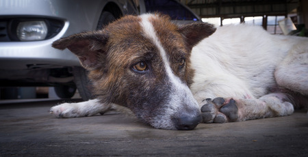 Single  stray dogs sleeping on the road.の写真素材