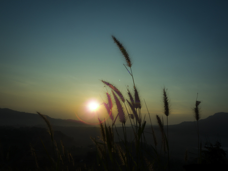 Silhouette flower beside mountain in sunriseの写真素材