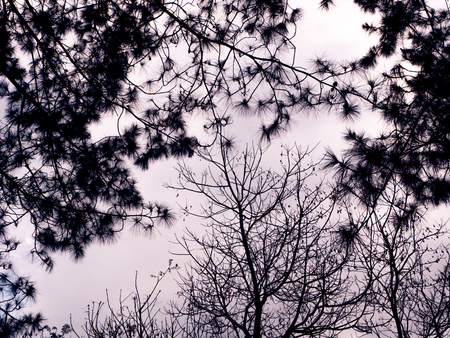 Shadow branch with the sun background.の写真素材