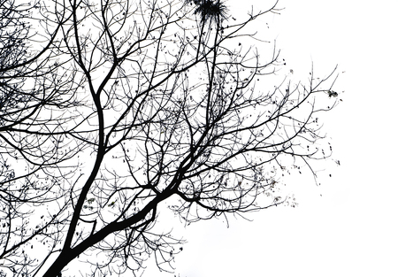 Shadow branch  isolated on white background.の写真素材