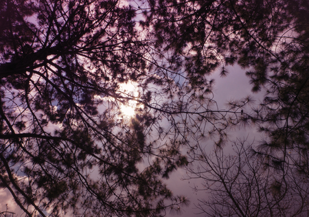 branch leaf shadow of tree beautiful in the forestの写真素材