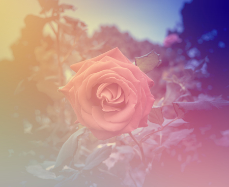 Roses .Flowers soft focus with pastel tones.の写真素材