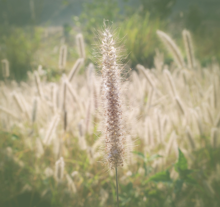 Grass flower and sun in morning, out of focusの写真素材