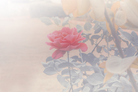 Roses in the garden filtered  with color filters background.の写真素材