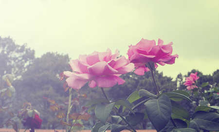  Roses flower made with tone pastel color の写真素材
