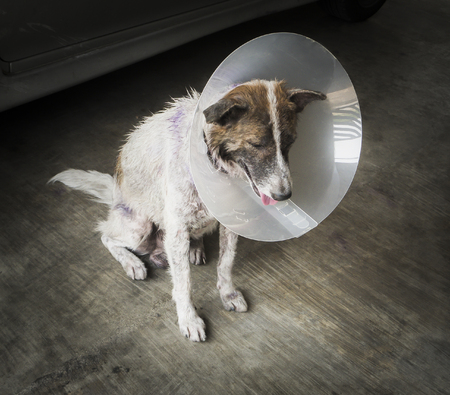 Dirty dog is wearing a funnel collarの写真素材