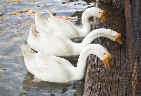 Three white goose in the pondの写真素材