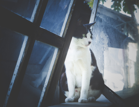 Cat sitting on the wall beside old windowの写真素材