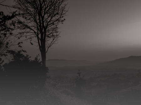 Silhouette of old tree of the landscape in the sunrise
