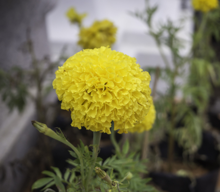 Marigold flower in the garden.の写真素材