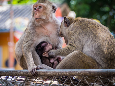 Monkey on the way,Hug, Love, Animal family,