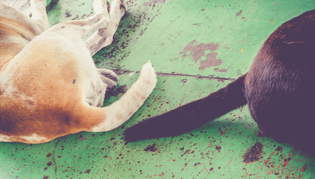 Tail of two stray dogsの写真素材
