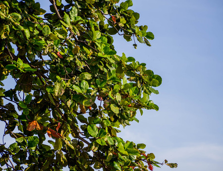 Lush of the trees on the sky backgroundの写真素材