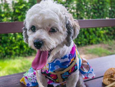 The female dog cute  small dog short hair in summer season with Smiling happy dogの写真素材