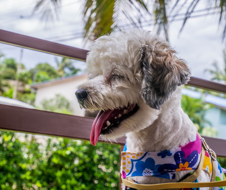 The female dog cute  small dog short hair in summer season with Smiling happy dogの写真素材