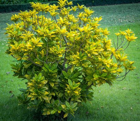 Nature art green bush background in the garden.の写真素材